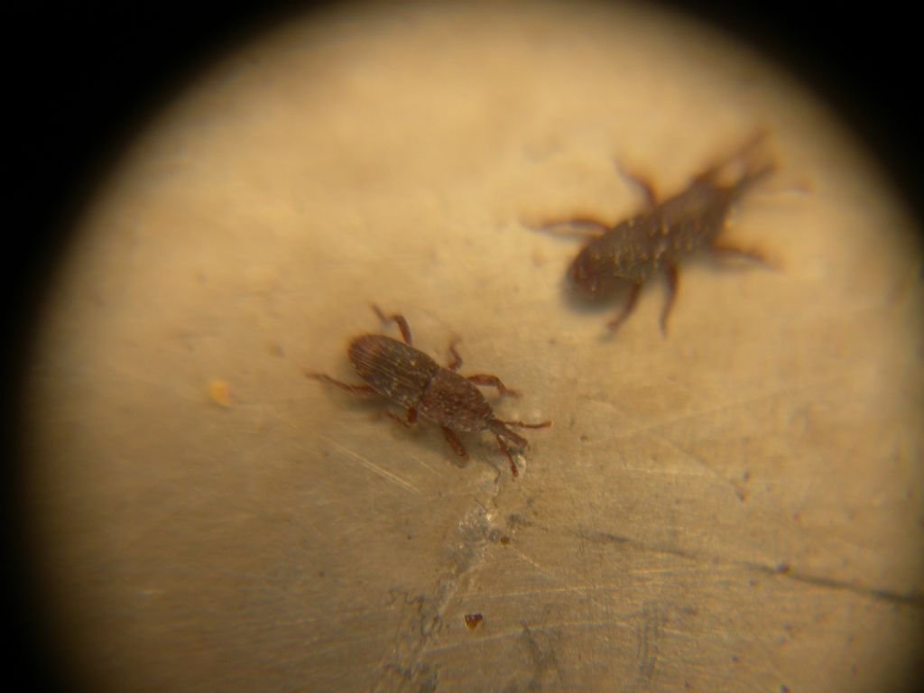 curculionide granivoro: Sitophilus granarius (Dryophthoridae)