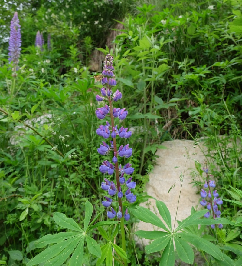 Lupinus polyphyllus / Lupino a foglie numerose