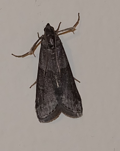 Farfalla uscita da una noce - Apomyelois ceratoniae (cfr.), Pyralidae.