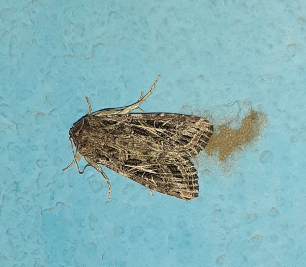 Noctuidae? S, Spodoptera littoralis