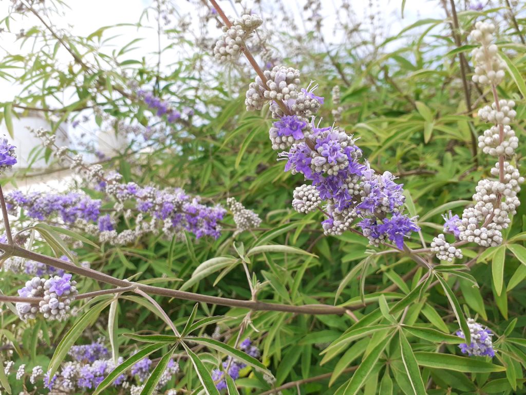 Vitex agnus-castus (Lamiaceae)