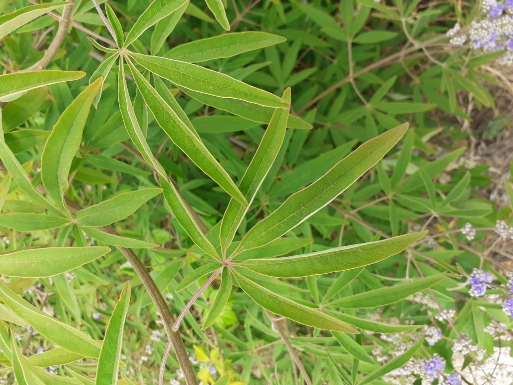 Vitex agnus-castus (Lamiaceae)