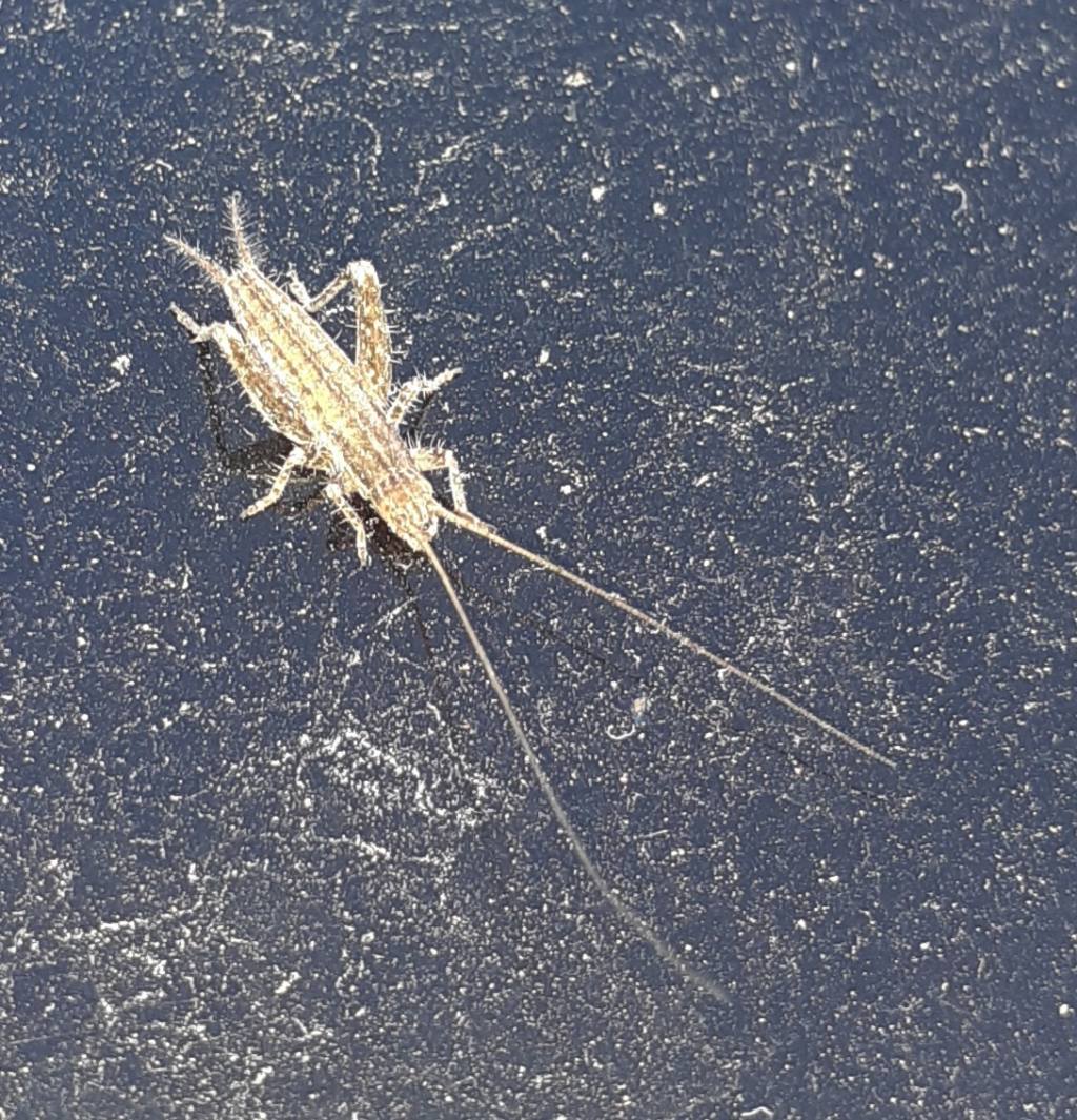 Grillo da identificare