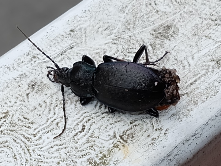 Carabus monticola (Piemonte)