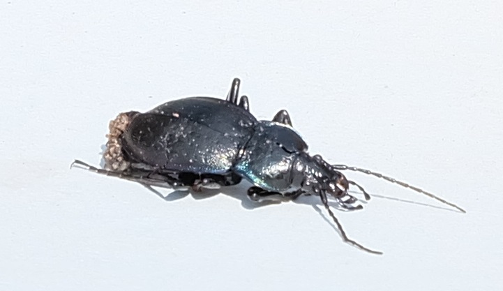 Carabus monticola (Piemonte)