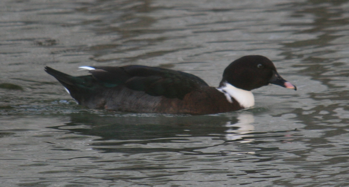 Anatide da identificare (ibrido/specie aufuga)