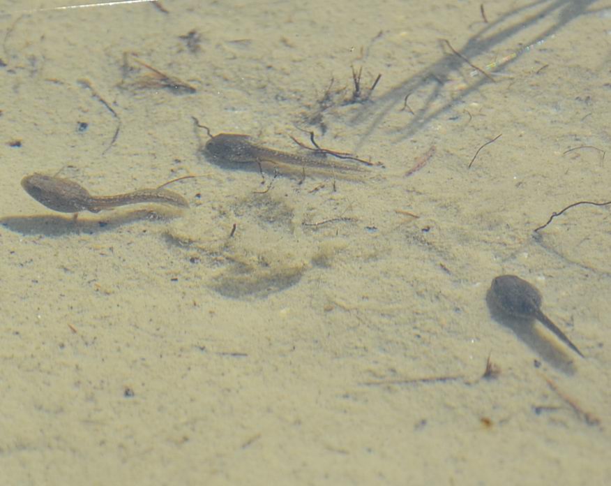Id girini - Rana temporaria