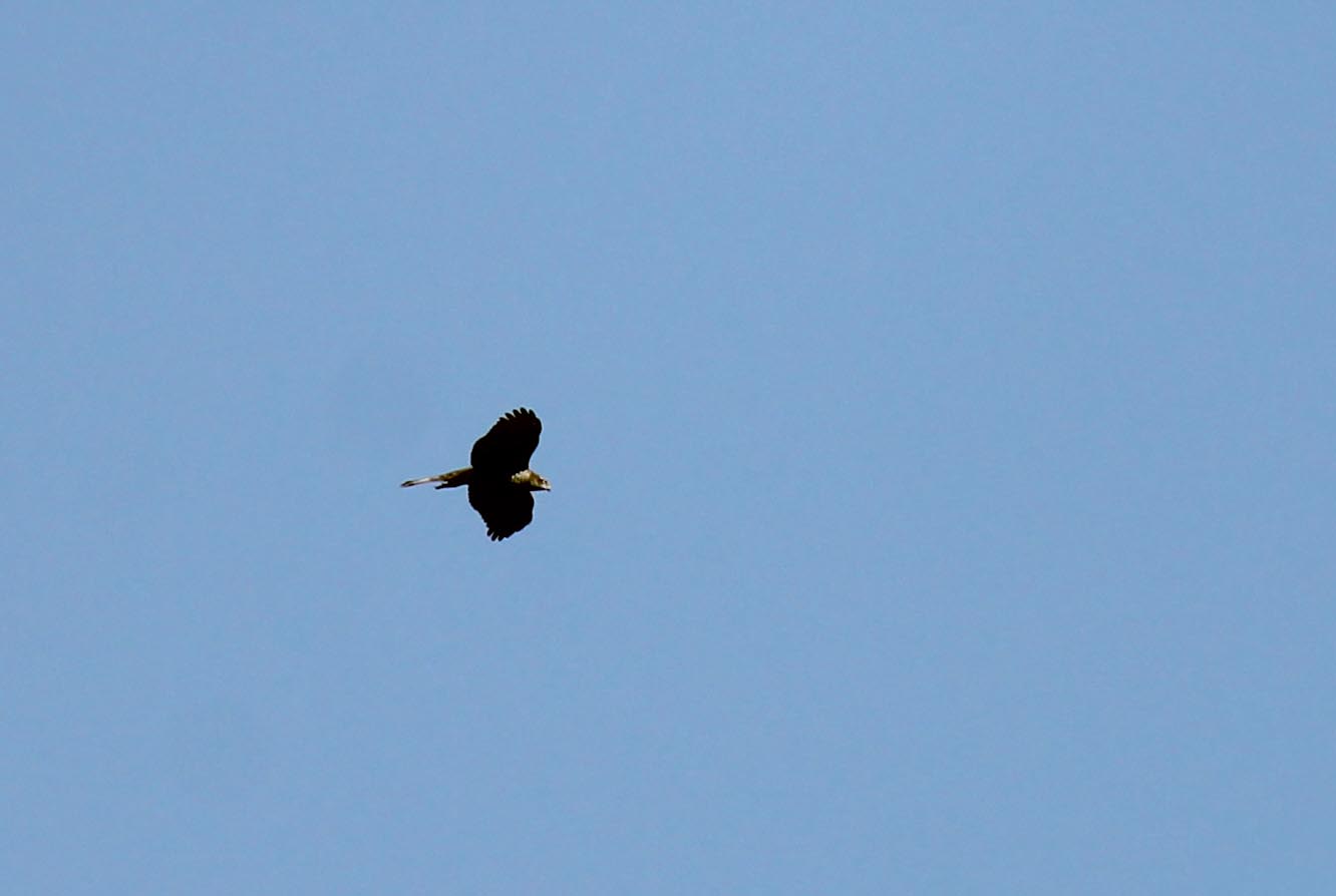 Identificazione Rapace: probabile maschio di Astore  (Accipiter gentilis)