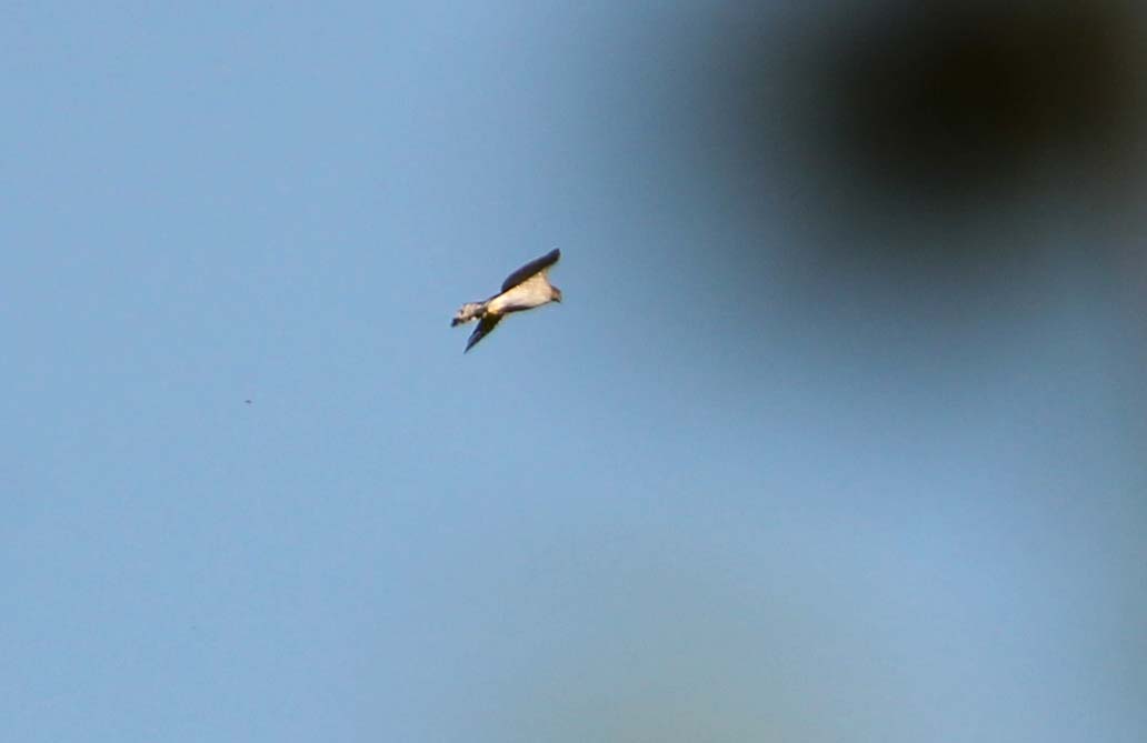 Identificazione Rapace: probabile maschio di Astore  (Accipiter gentilis)