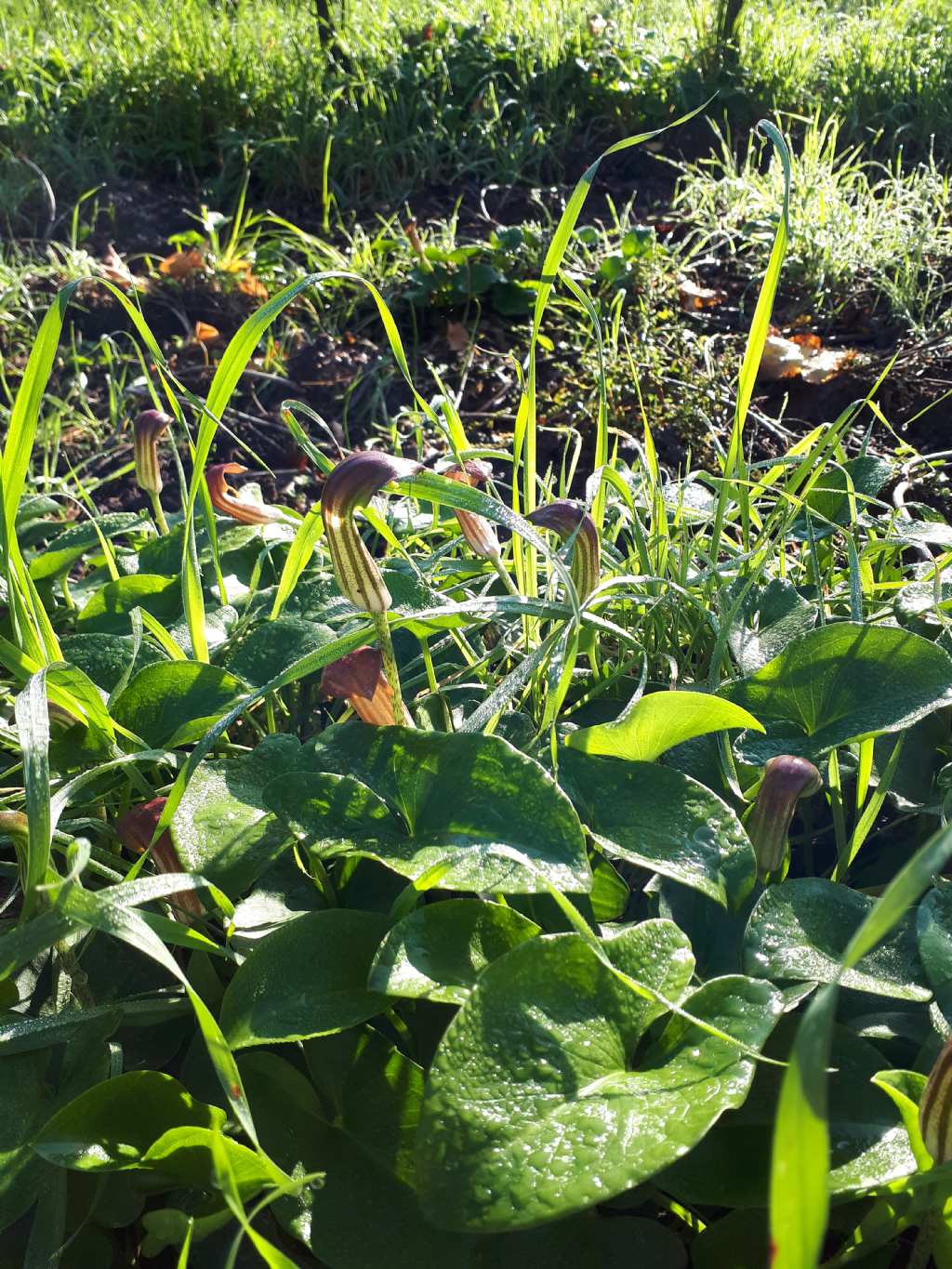 Arisarum vulgare (Araceae)