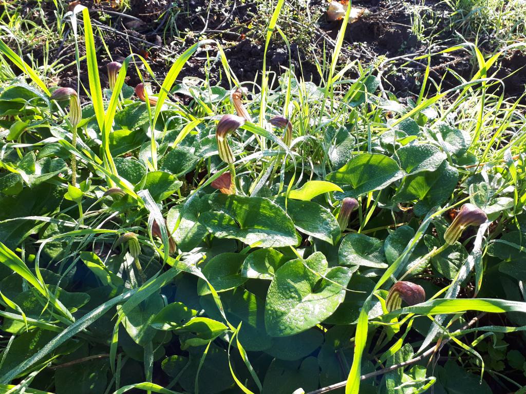 Arisarum vulgare (Araceae)