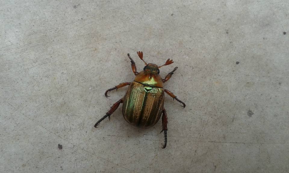 Mimela junii, maschio, Rutelidae