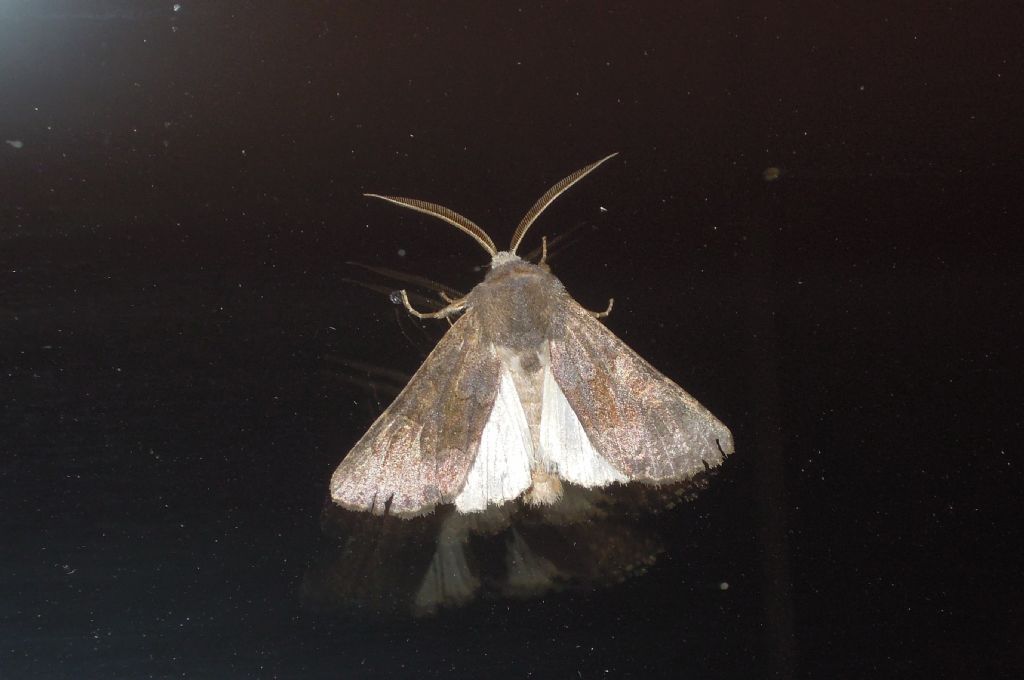 Falena da id - Aporophyla lutulenta