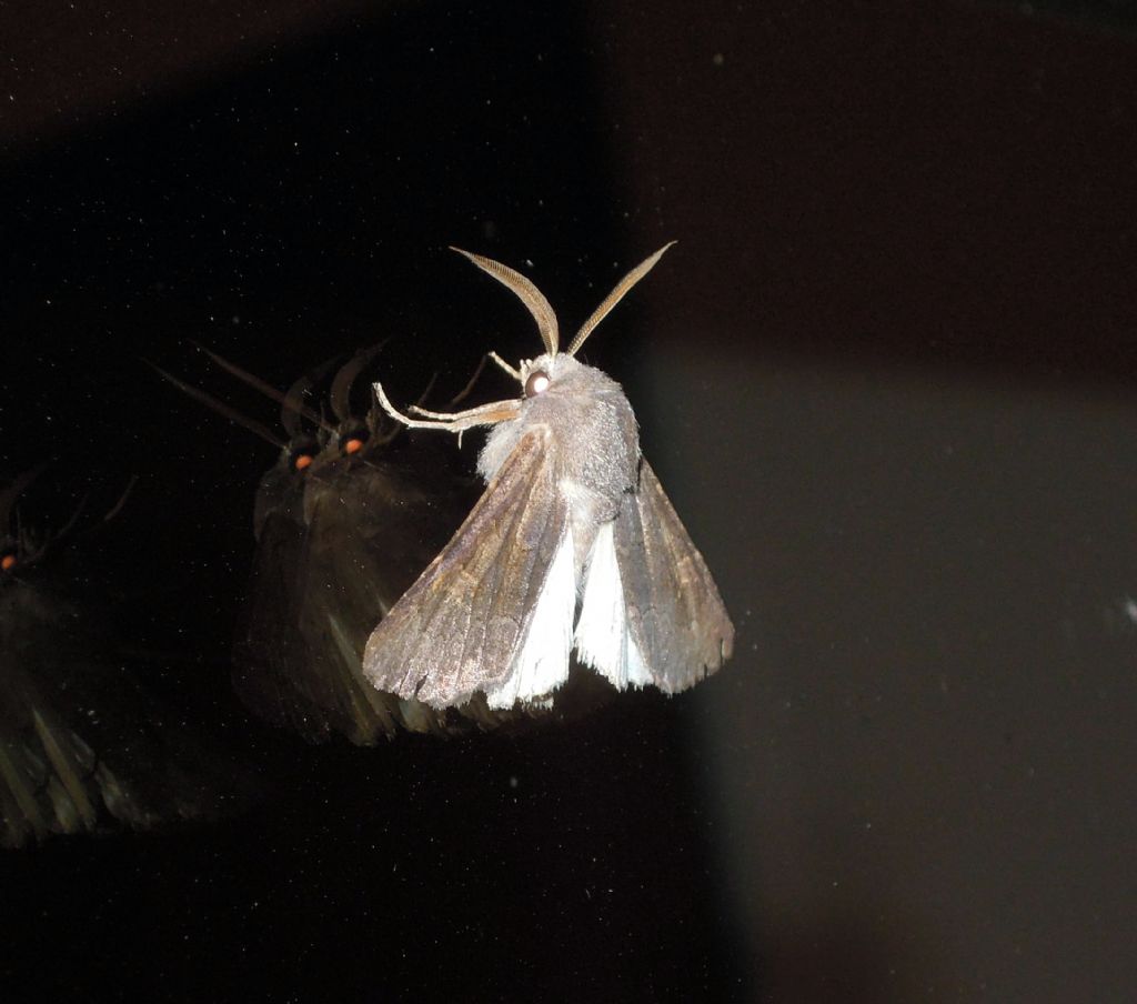 Falena da id - Aporophyla lutulenta