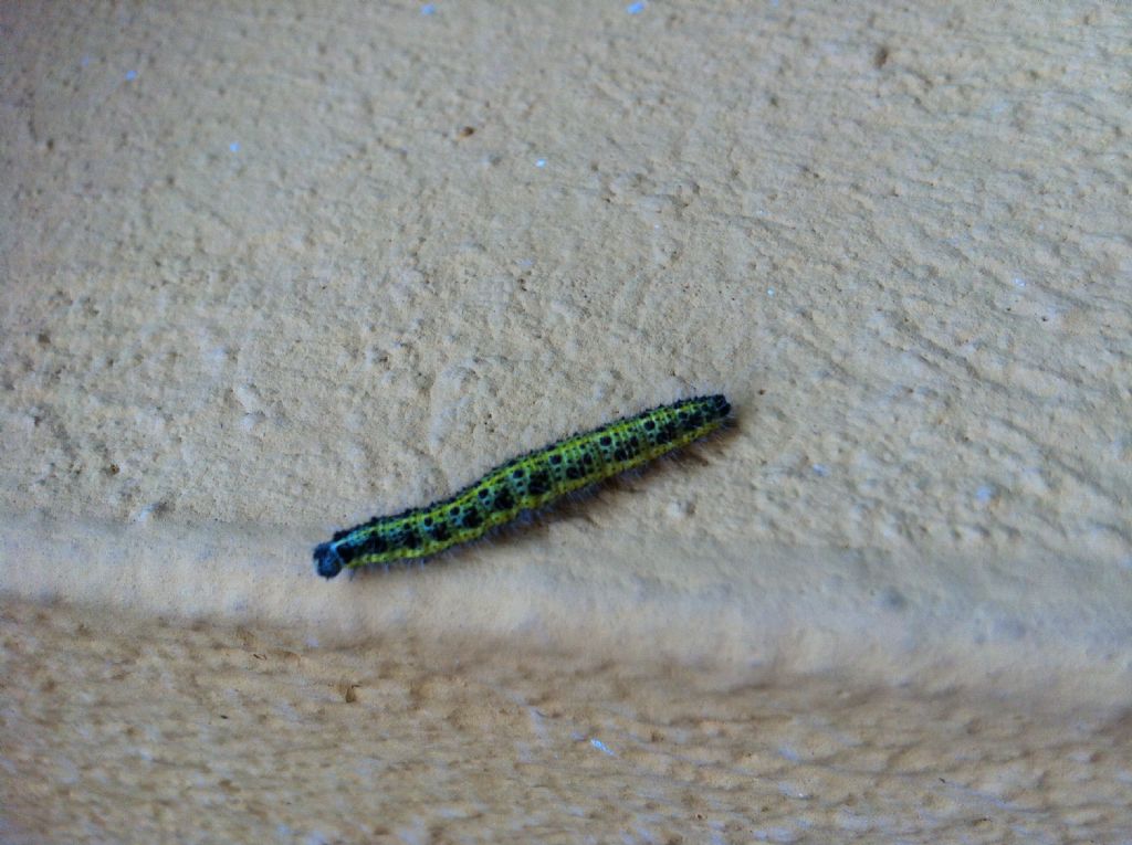 Cosa potrebbe essere? - Pieris brassicae (larva)