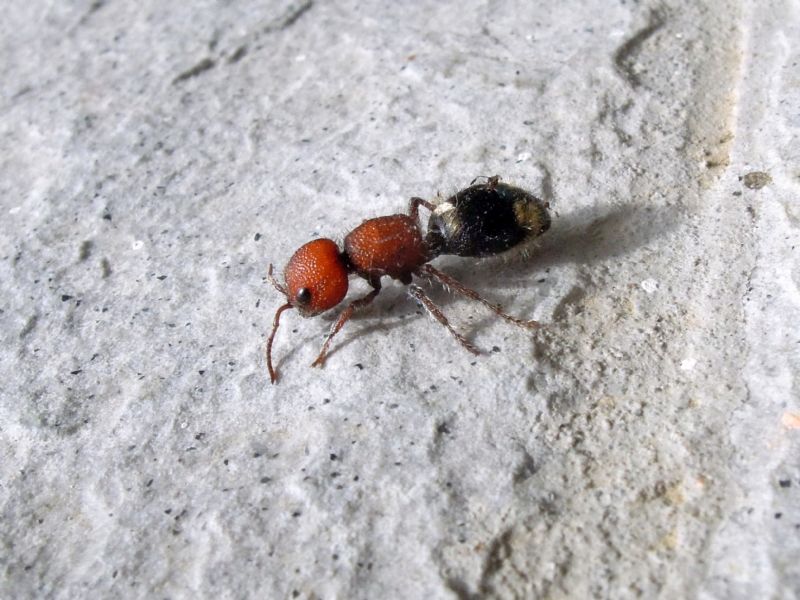 femmina di Mutilla quinquemaculata, Mutillidae