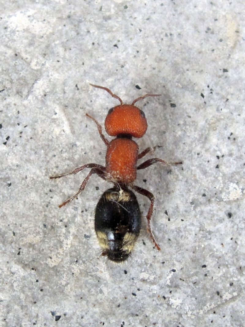 femmina di Mutilla quinquemaculata, Mutillidae
