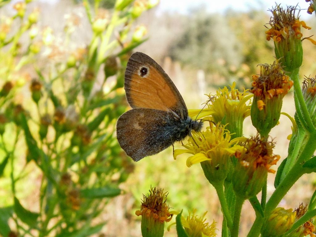 lepidotteri vicino roma