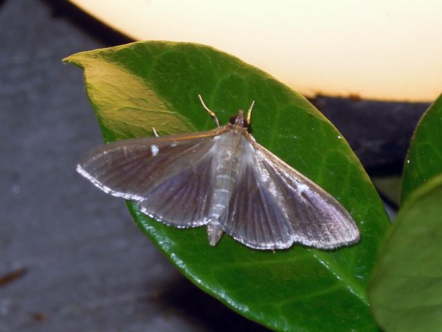 Cydalima perspectalis (Crambidae)