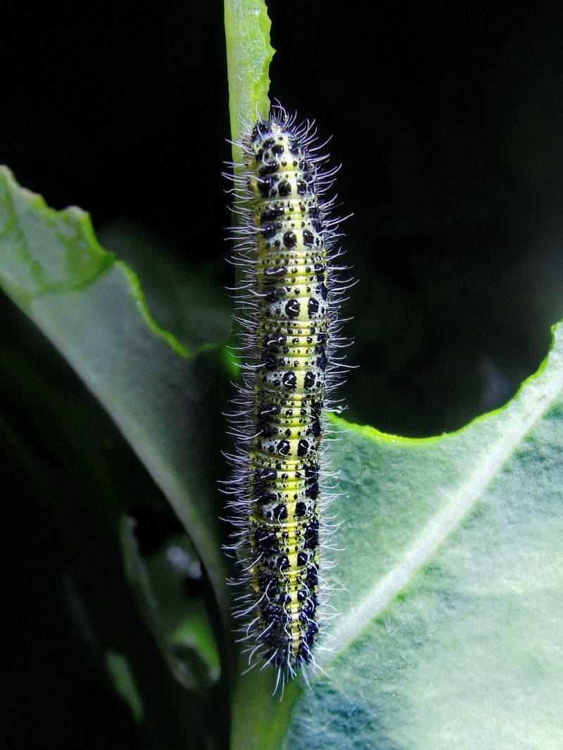 bruchi di Pieris sp - Pieris brassicae