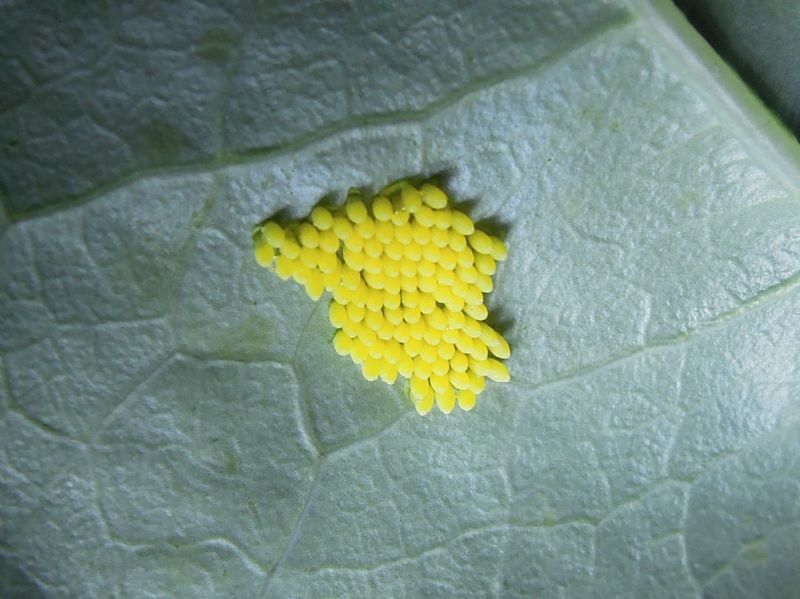 bruchi di Pieris sp - Pieris brassicae