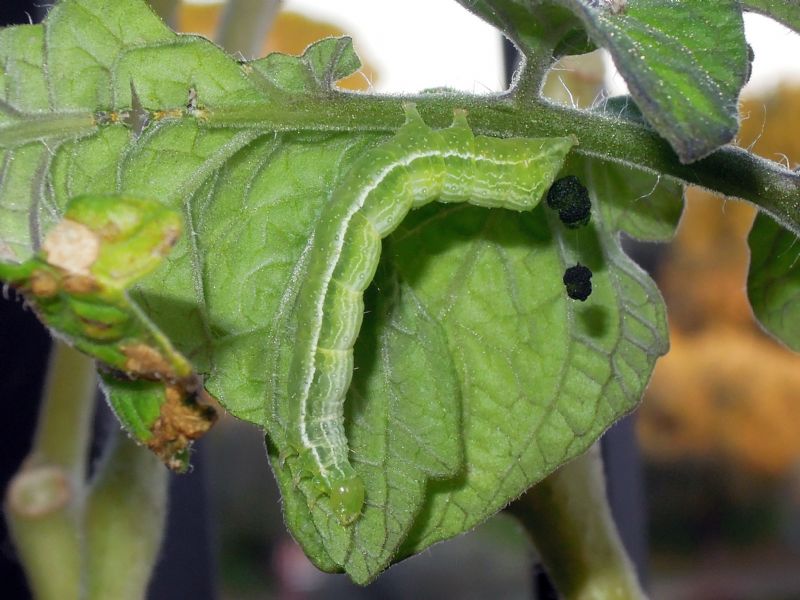 altro id bruco - Cfr. Chrysodeixis chalcites