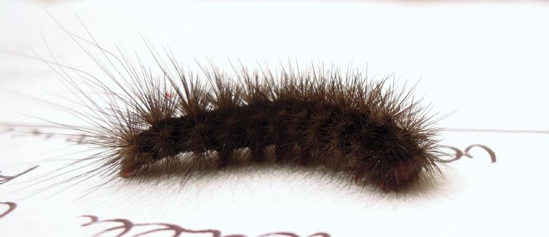larva di  Arctia villica