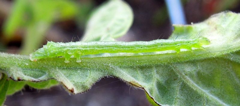 altro id bruco - Cfr. Chrysodeixis chalcites
