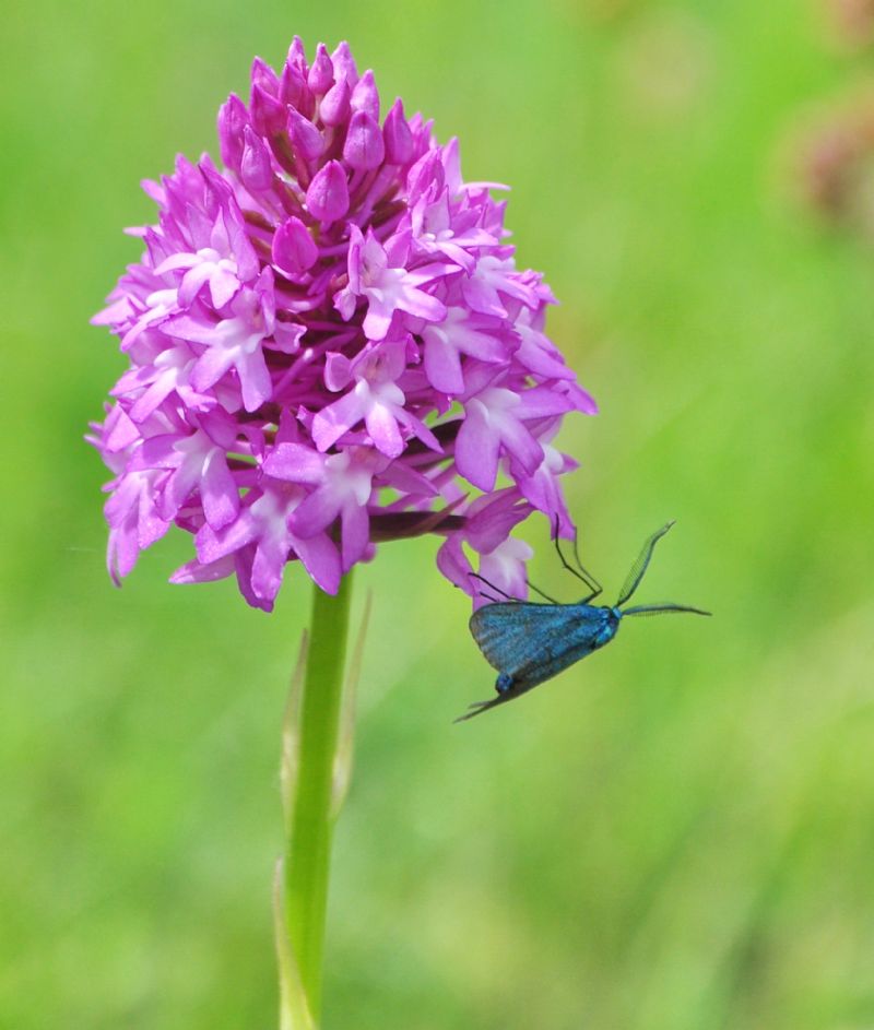 Farfalle e orchidee