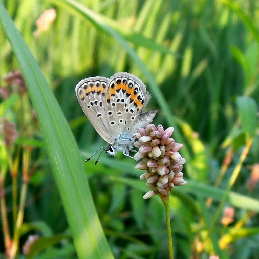 Plebejus idas? No, Plebejus argus