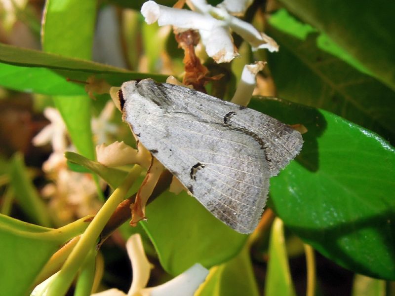 Lygephila craccae o viciae??