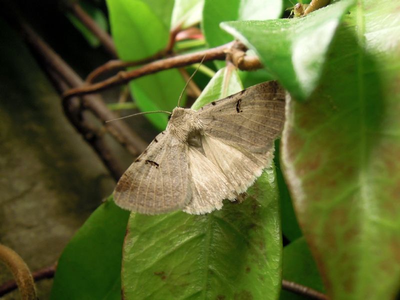 Lygephila craccae o viciae??