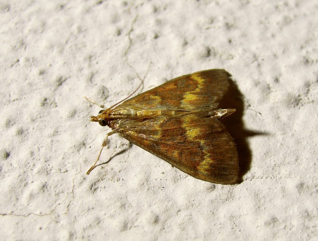 Pyralidae - Ostrinia nubilalis