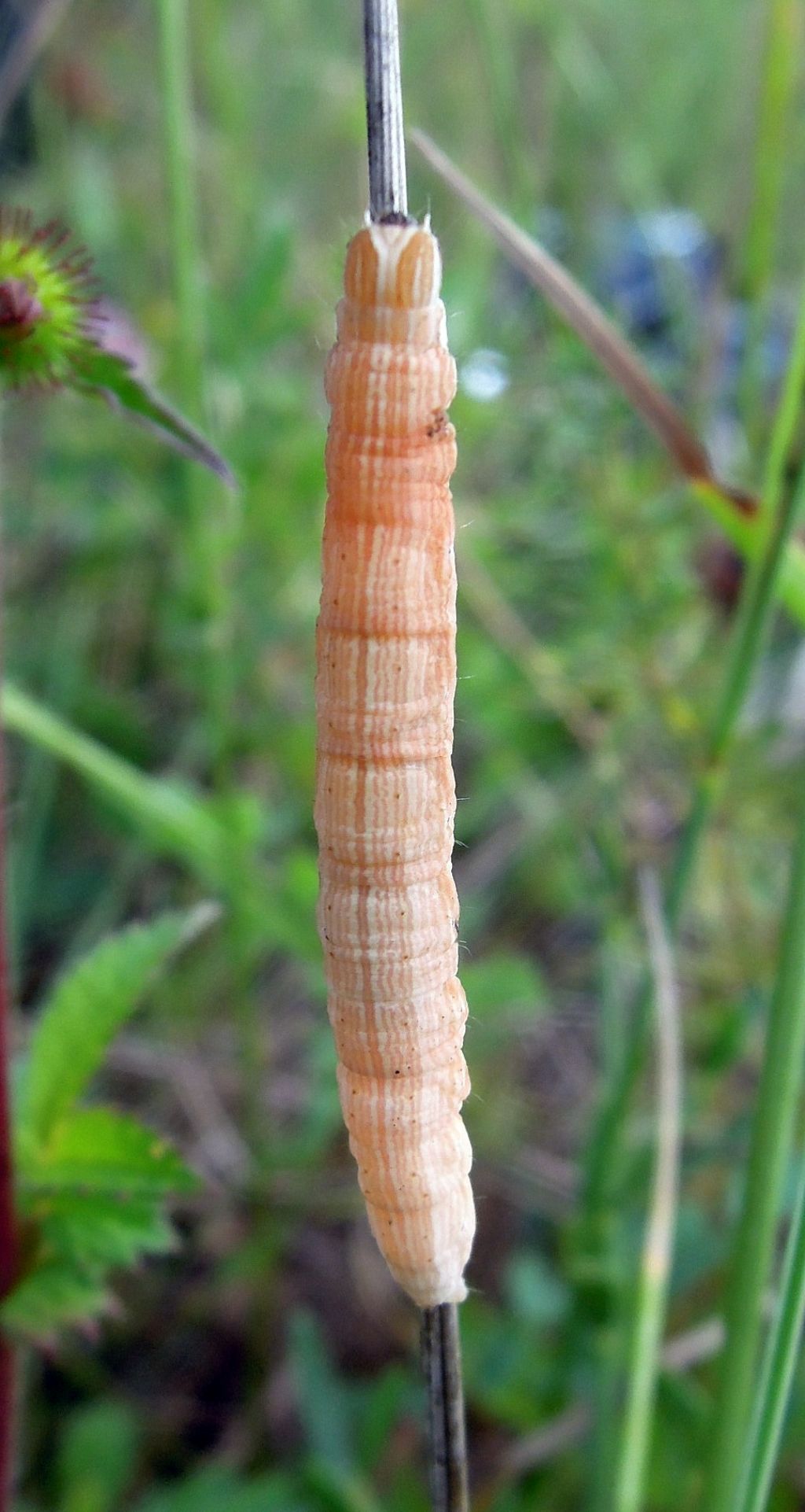 bruco da ID - Euclidia (Euclidia) glyphica