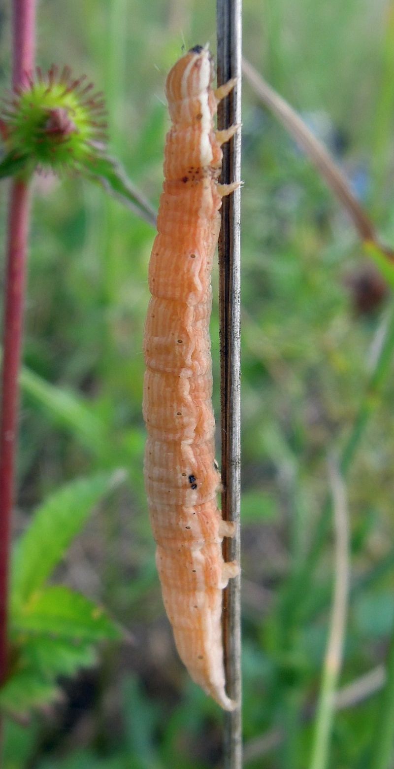 bruco da ID - Euclidia (Euclidia) glyphica