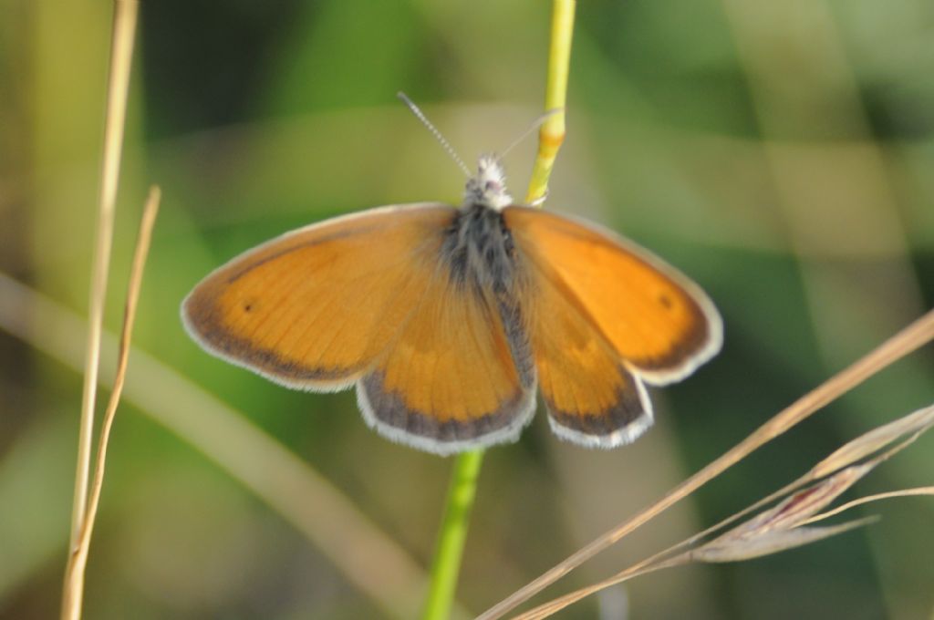 Nymphalidae da id - Coenonympha pamphilus