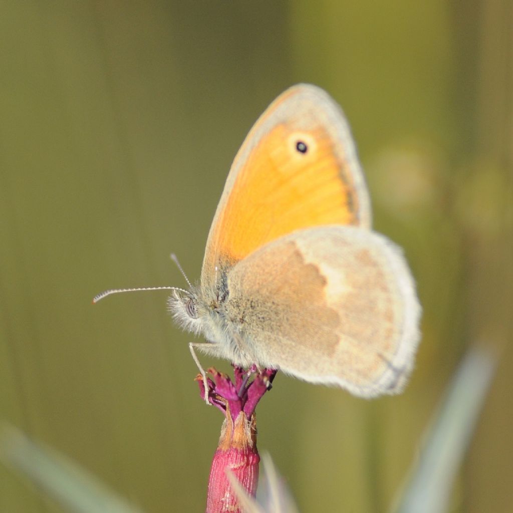 Nymphalidae da id - Coenonympha pamphilus