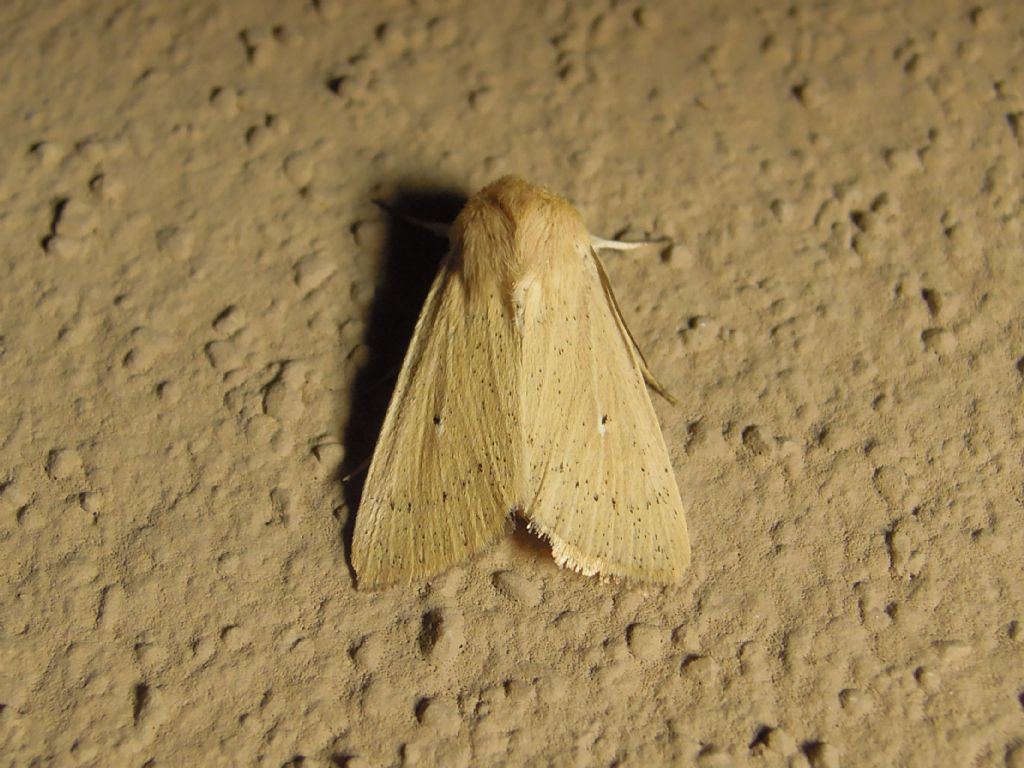 Noctuide da id - Mythimna (Sablia) sicula f. scirpi
