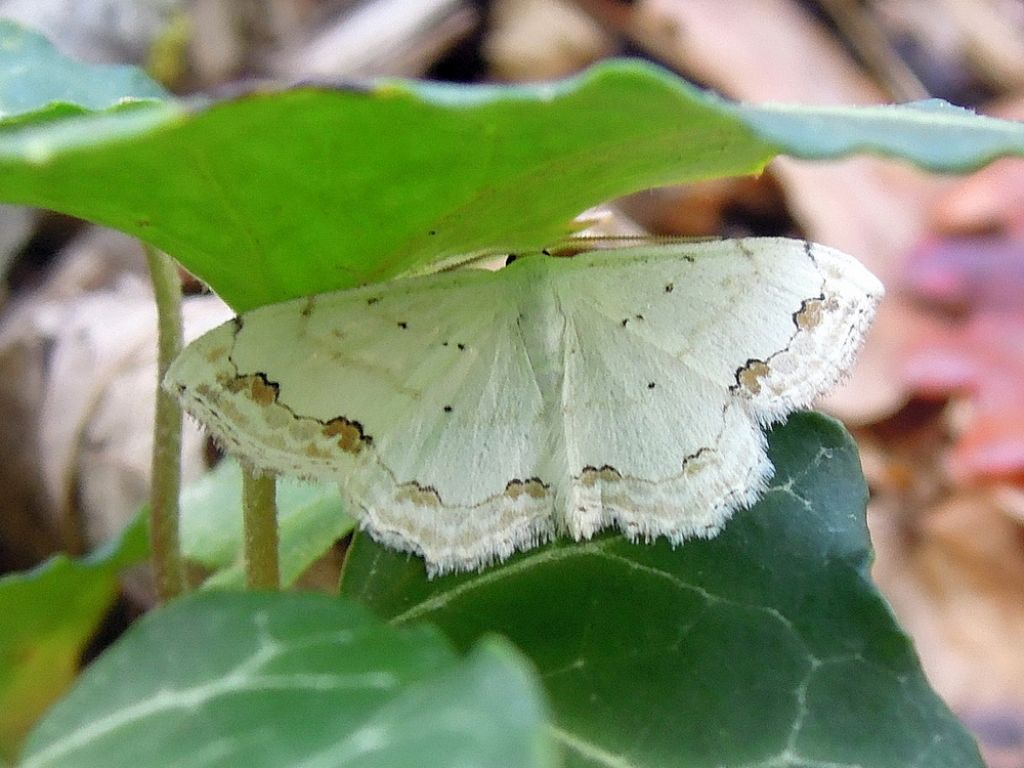 ID Falena - Scopula (Scopula) ornata