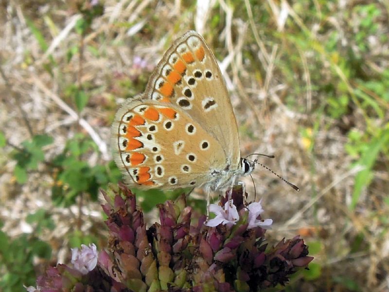 Lycenidae - Polyommatus (Polyommatus) thersites