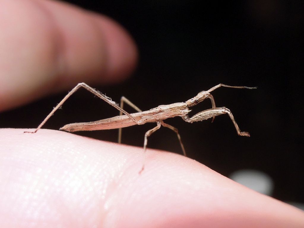 Reduviidae: Sastrapada baerensprungi