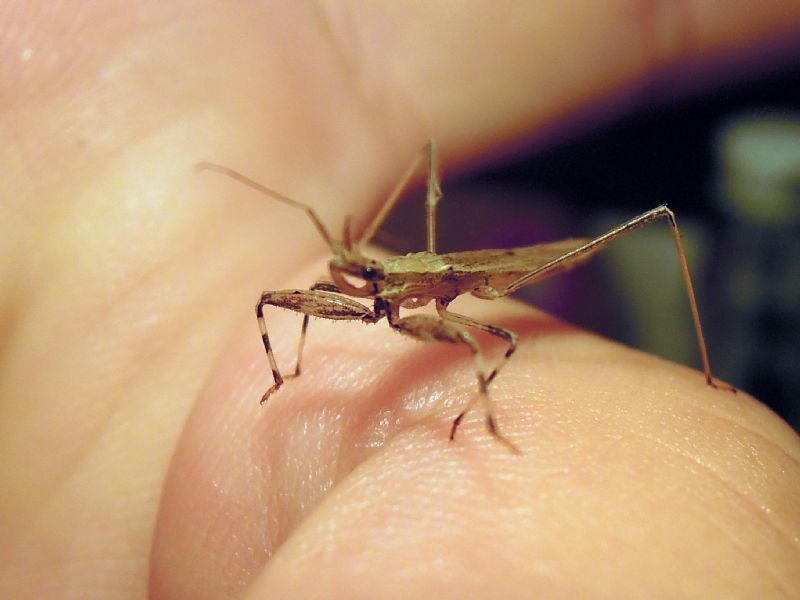 Reduviidae: Sastrapada baerensprungi