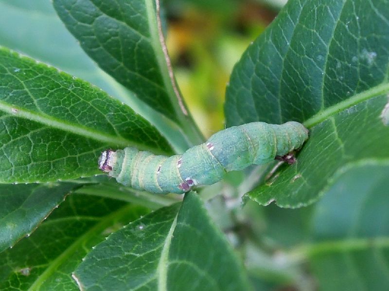 Bruchino da id -  Ligdia adustata, Geometridae