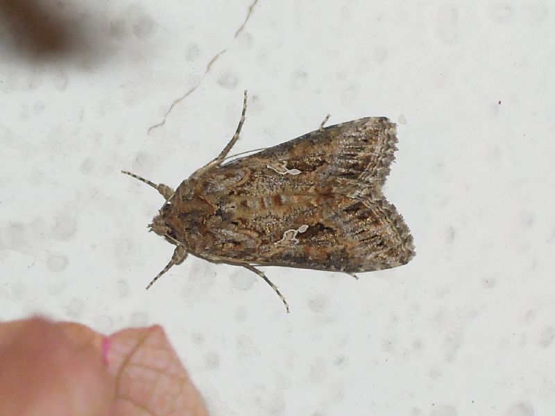 Plusiinae: Autographa gamma e Trichoplusia ni