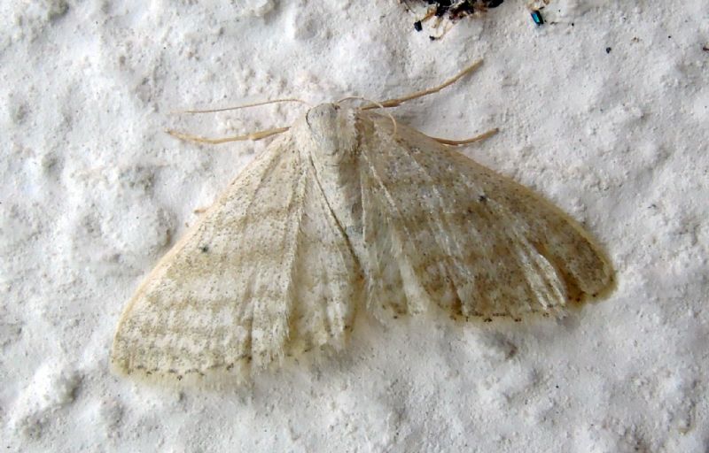 Idaea subsericeata (Geometridae)