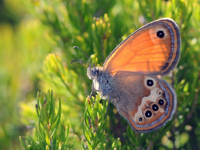 Coenonympha elbana