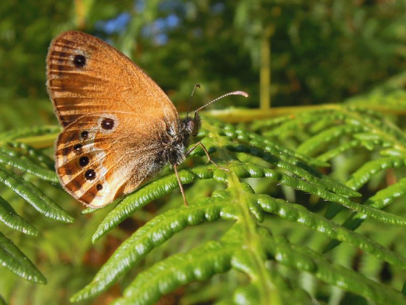 Coenonympha elbana