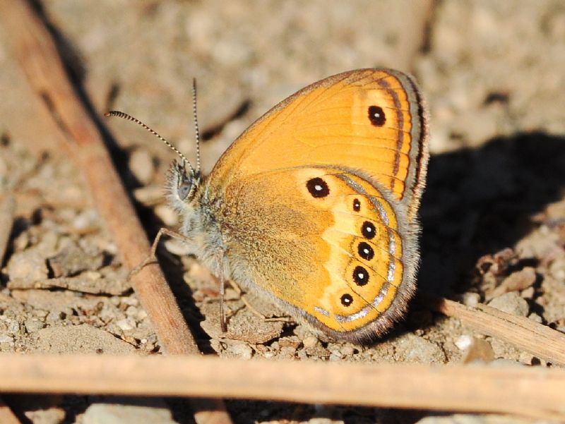 Coenonympha elbana