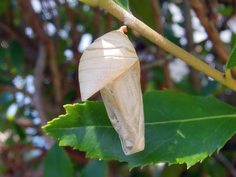 Charaxes jasius