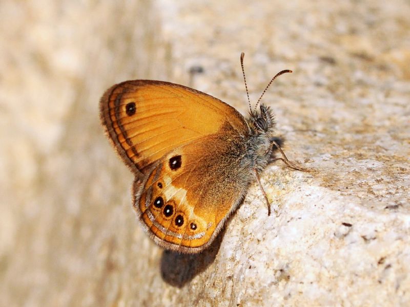 Coenonympha elbana